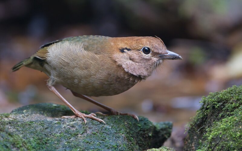 Brown bird on mossy rock