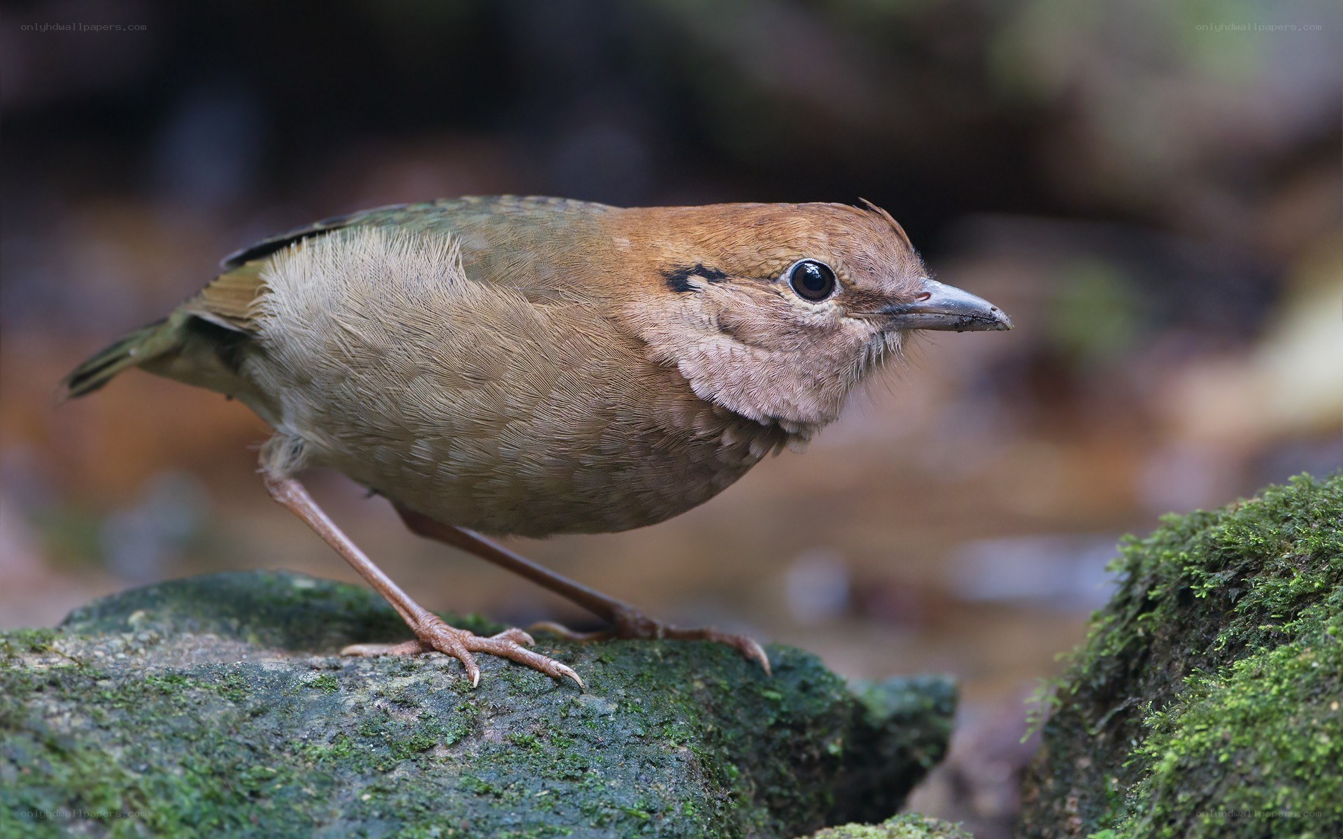 Brown bird on mossy rock