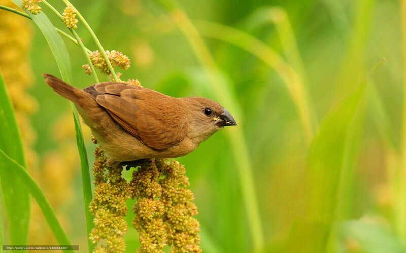Brown Bird on Plant