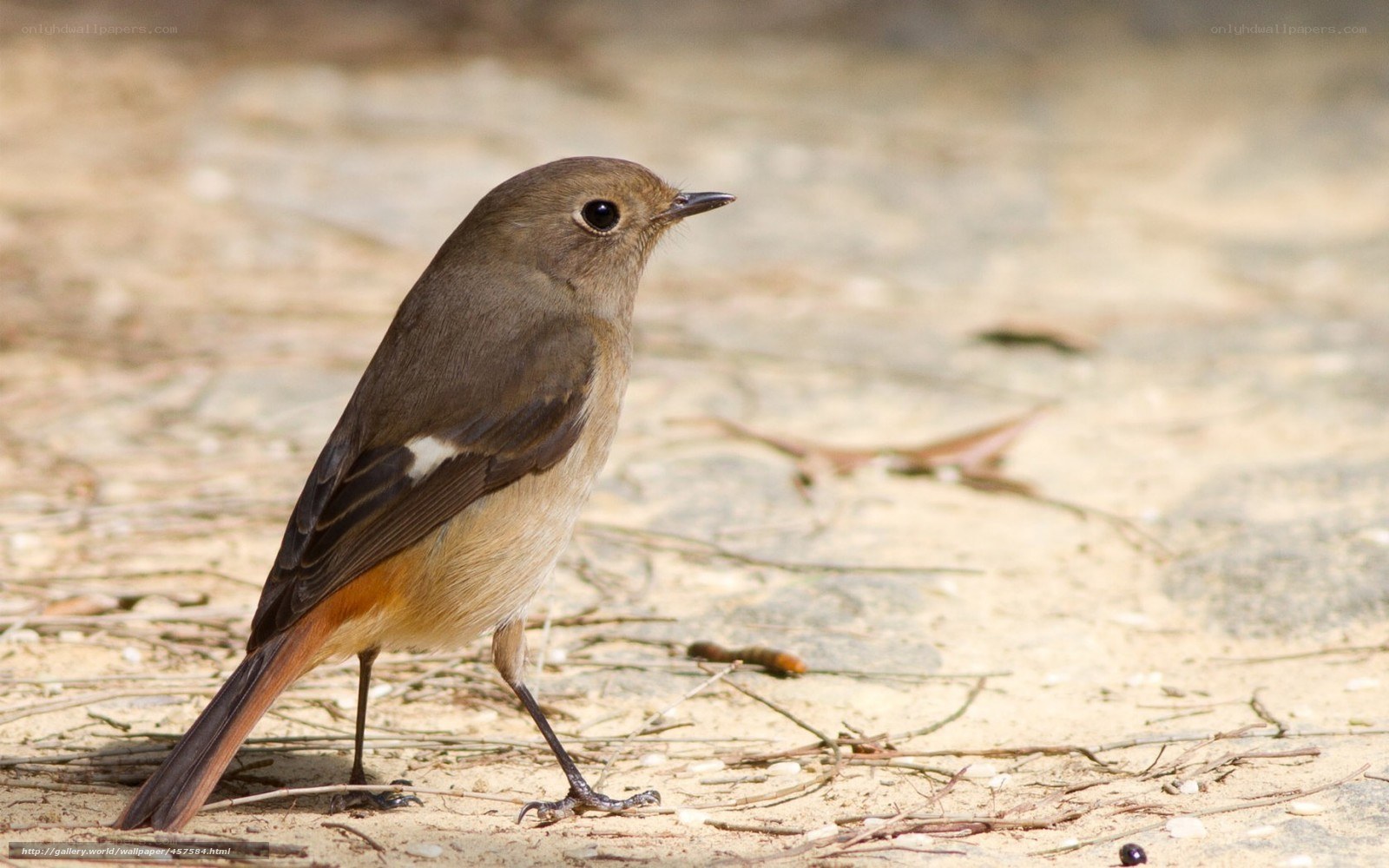 brown bird on sandy ground