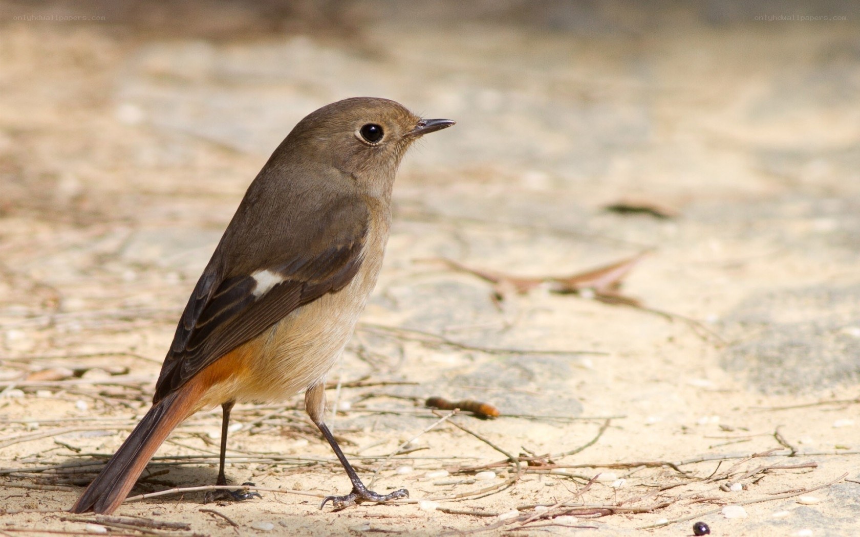 brown bird on sandy ground