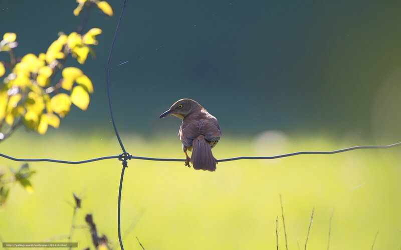 Brown Bird on Wire — Green