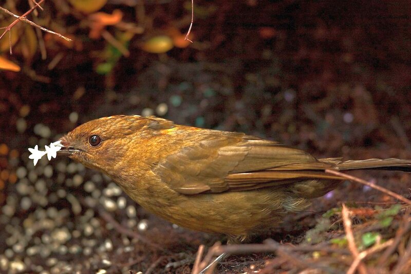 Brown Bird with Flower