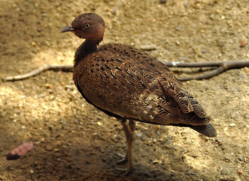 brown bird with patterned feathers