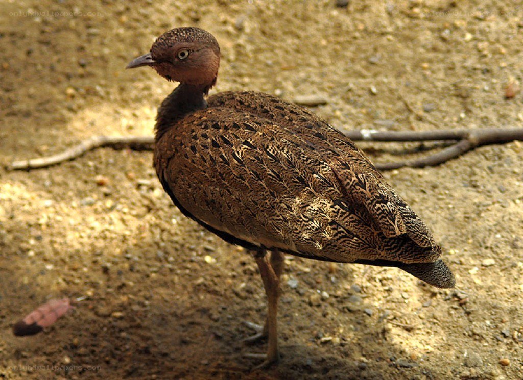 brown bird with patterned feathers