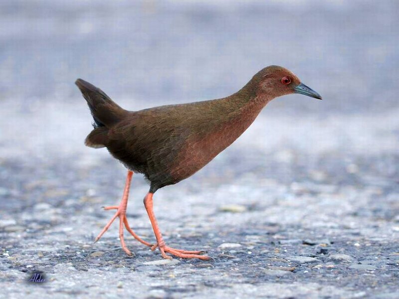 Brown Bird with Red Legs