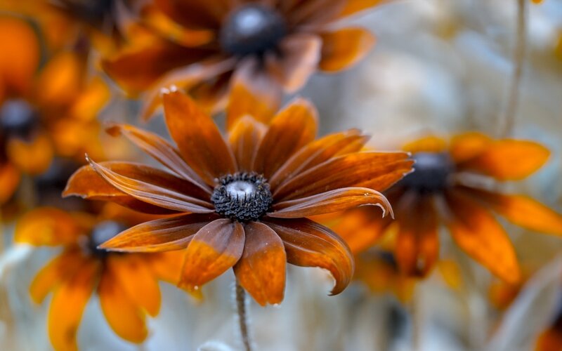 Brown Black-eyed Susan — Orange