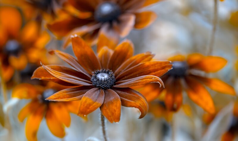 Brown Black-eyed Susan