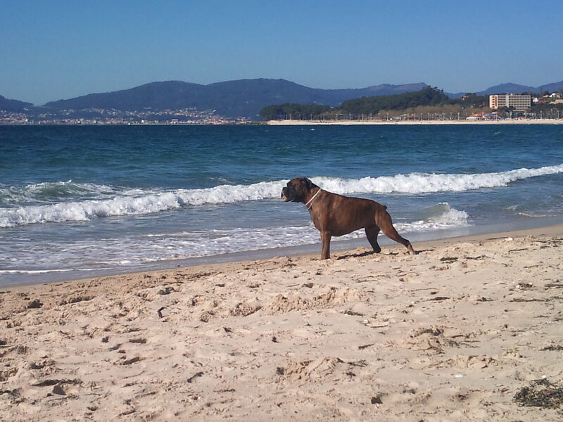 Brown Boxer Dog — Blue