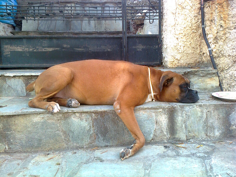 Brown Boxer Dog — Calm, Afternoon