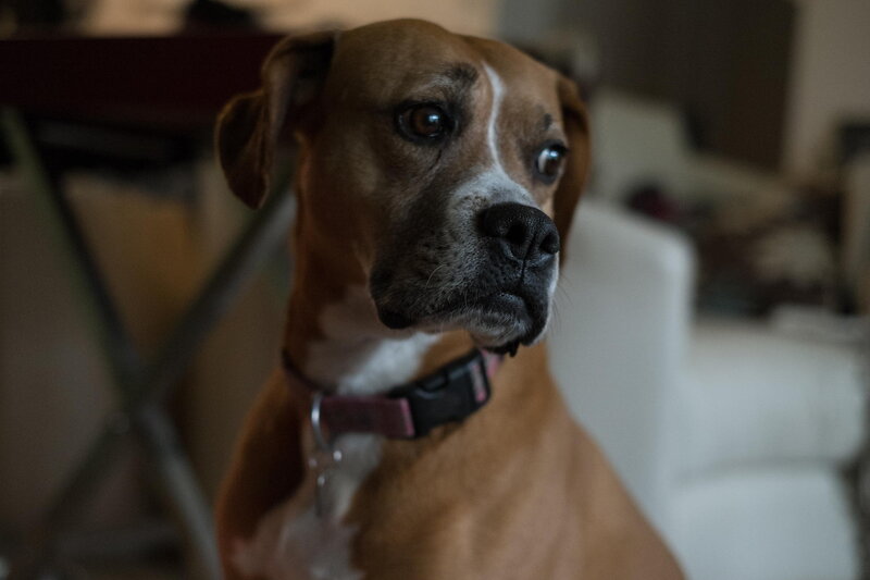 Brown Boxer Dog — Calm, Photograph, Collar