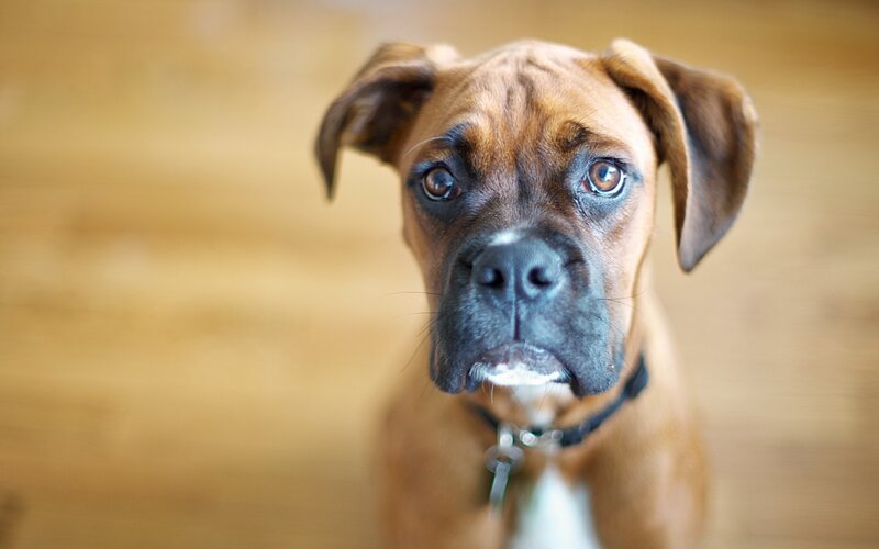 Brown Boxer Dog — Calm, Photograph, Collar, Wood Floor, Black, White