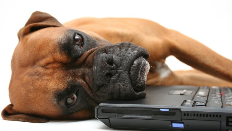 Brown Boxer Dog — Calm, Photograph, Laptop
