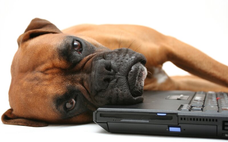 Brown Boxer Dog — Calm, Photograph, Laptop, White Background