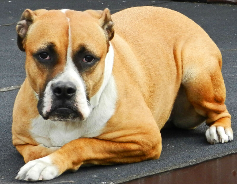 Brown Boxer Dog — Calm, Photograph, Pavement