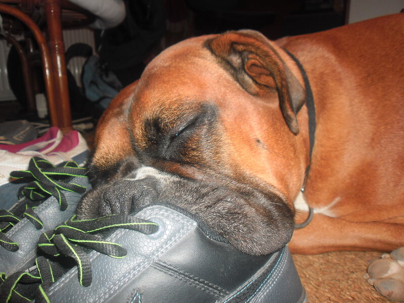 Brown Boxer Dog — Calm, Photograph, Shoe