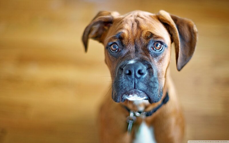 Brown Boxer Dog — Calm, Photograph