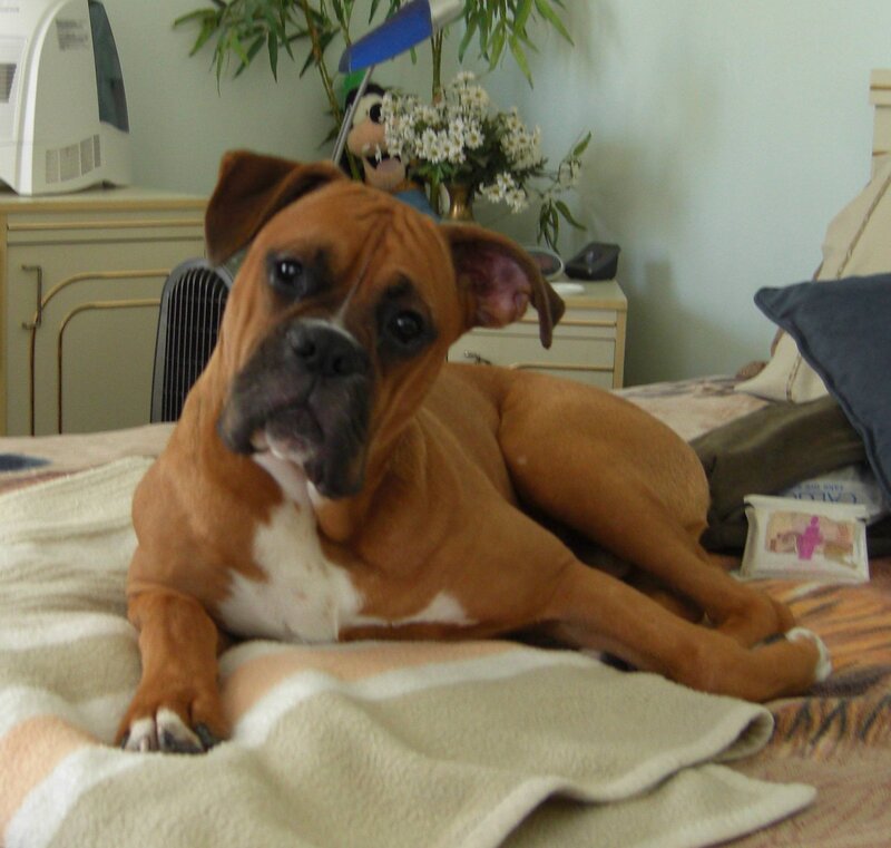 Brown Boxer Dog — Calm