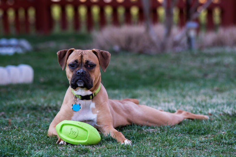 Brown Boxer Dog — Green