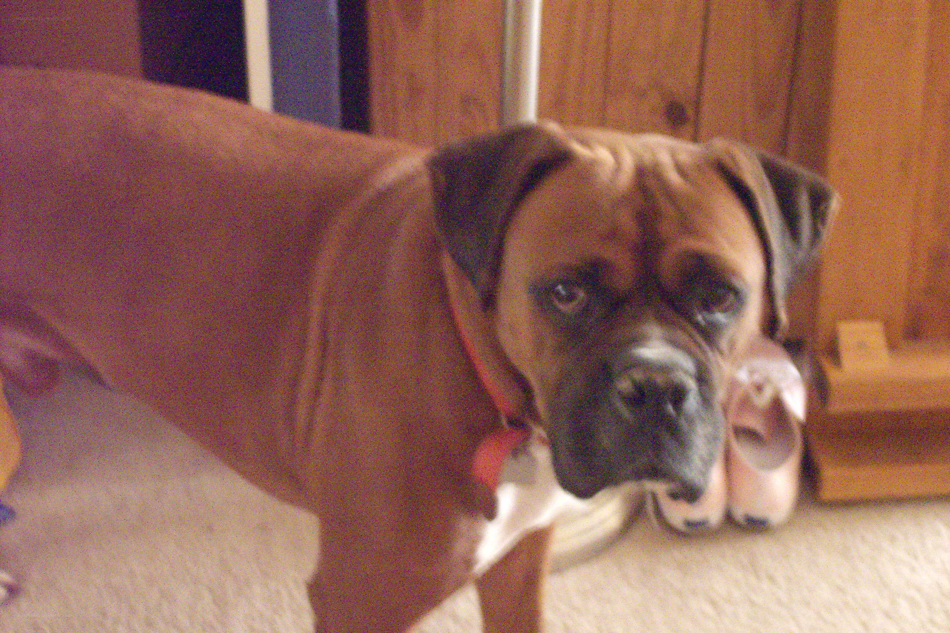 brown boxer dog indoors