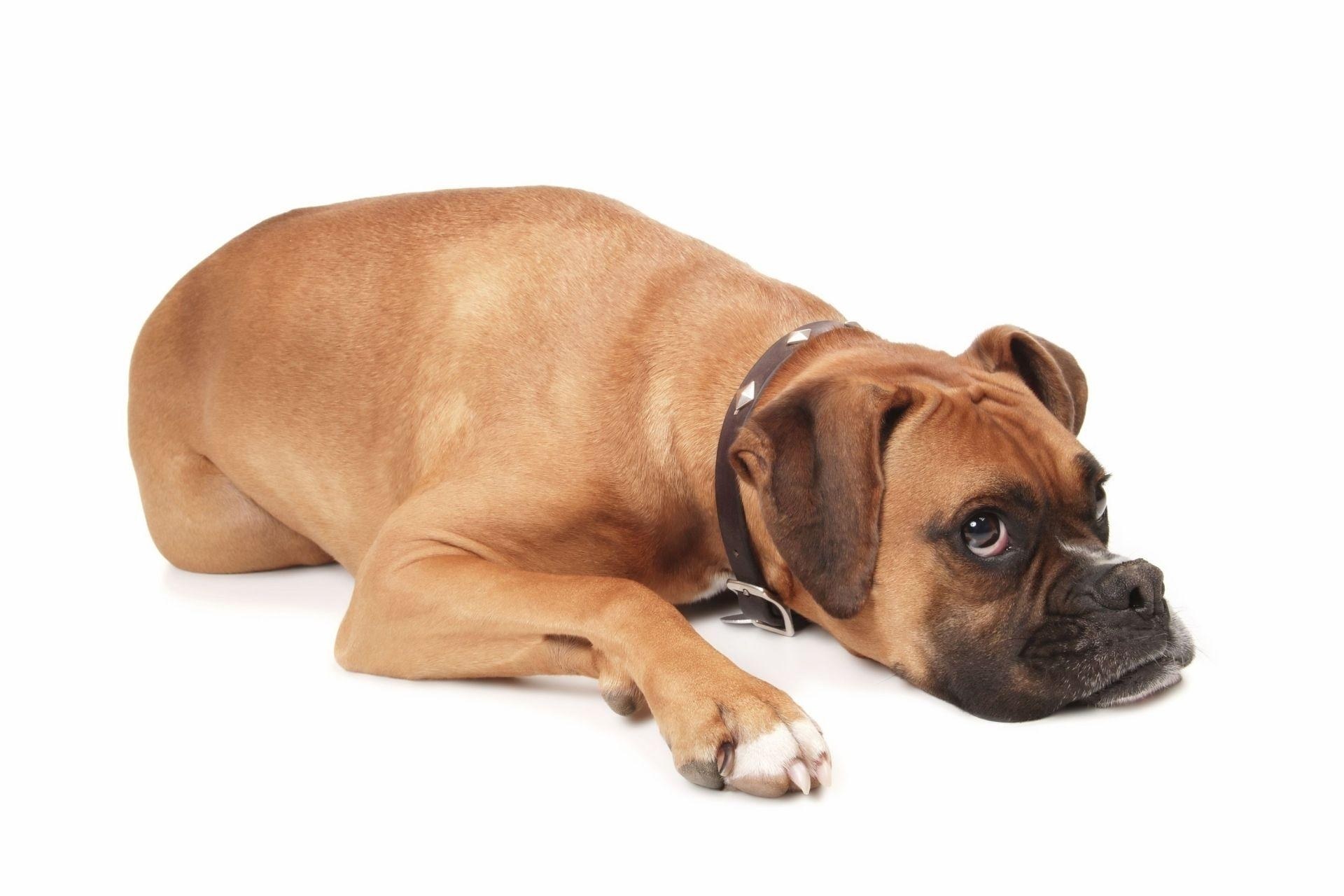 brown boxer dog lying down