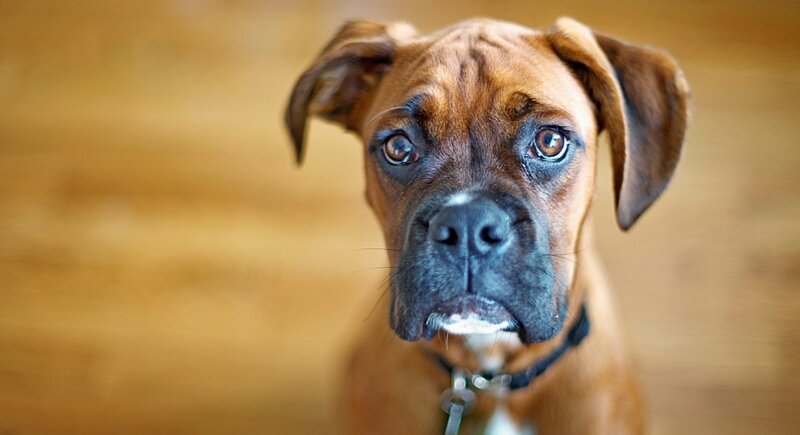 Brown Boxer Dog — Neutral, Photograph