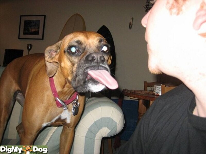 Brown Boxer Dog — Playful