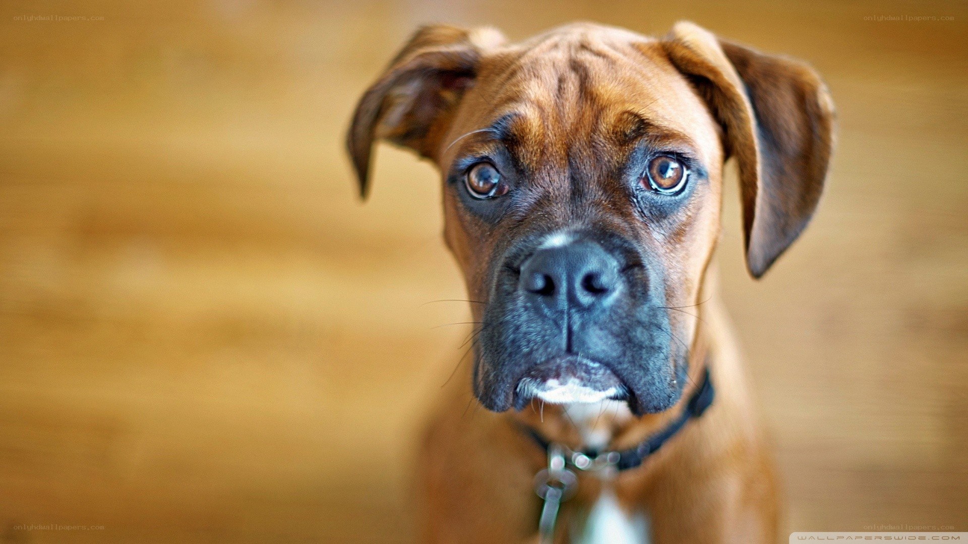 brown boxer dog portrait