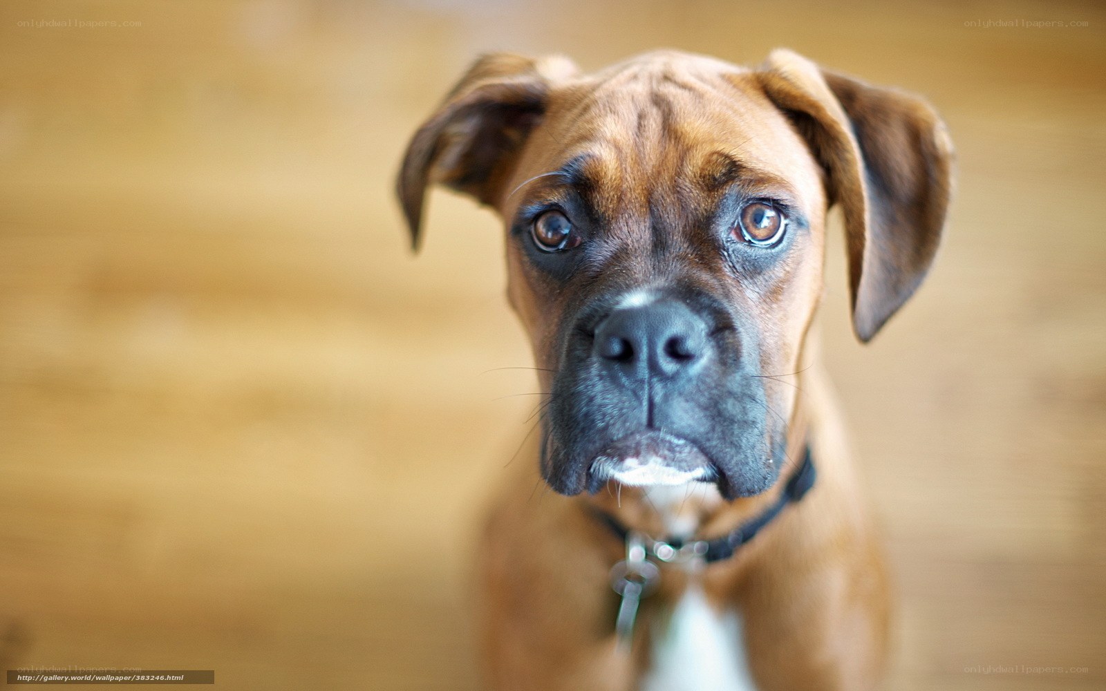 brown boxer dog portrait