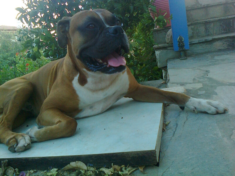 Brown Boxer Dog — Relaxed