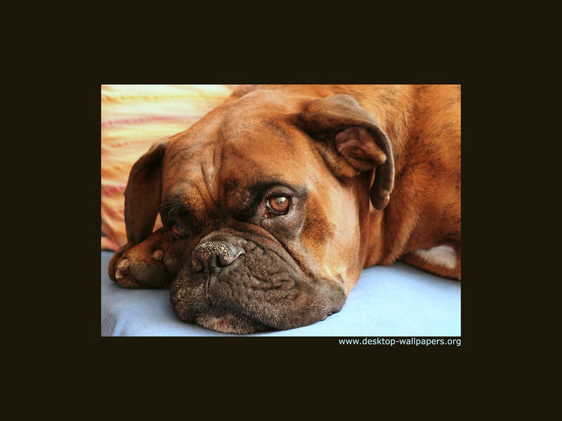 brown boxer dog resting