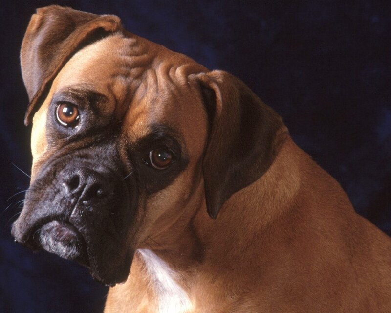 Brown Boxer Dog — Serious, Photograph