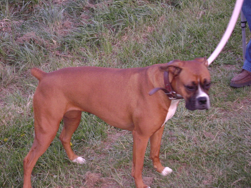 Brown Boxer Dog