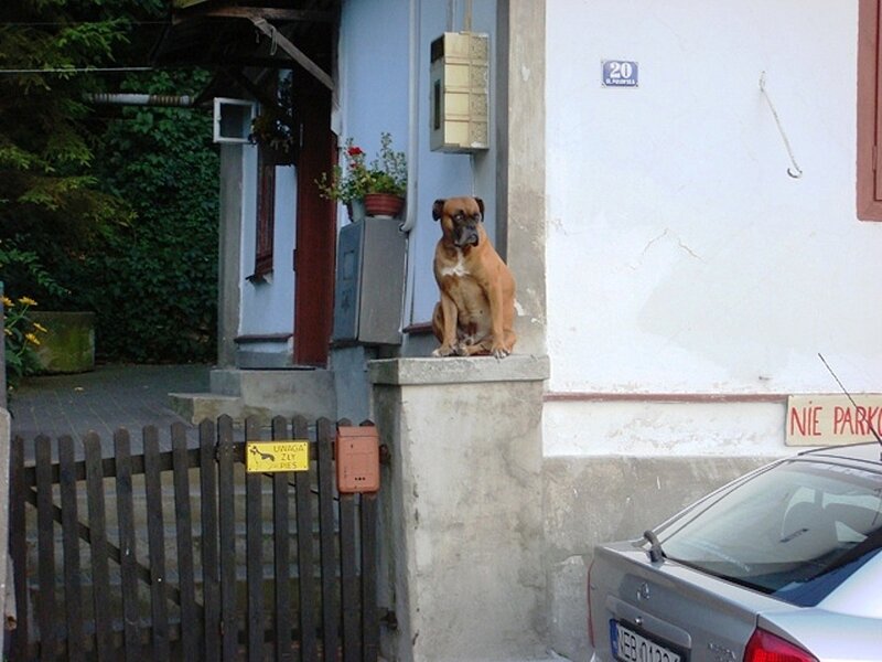 Brown Boxer Dog — White