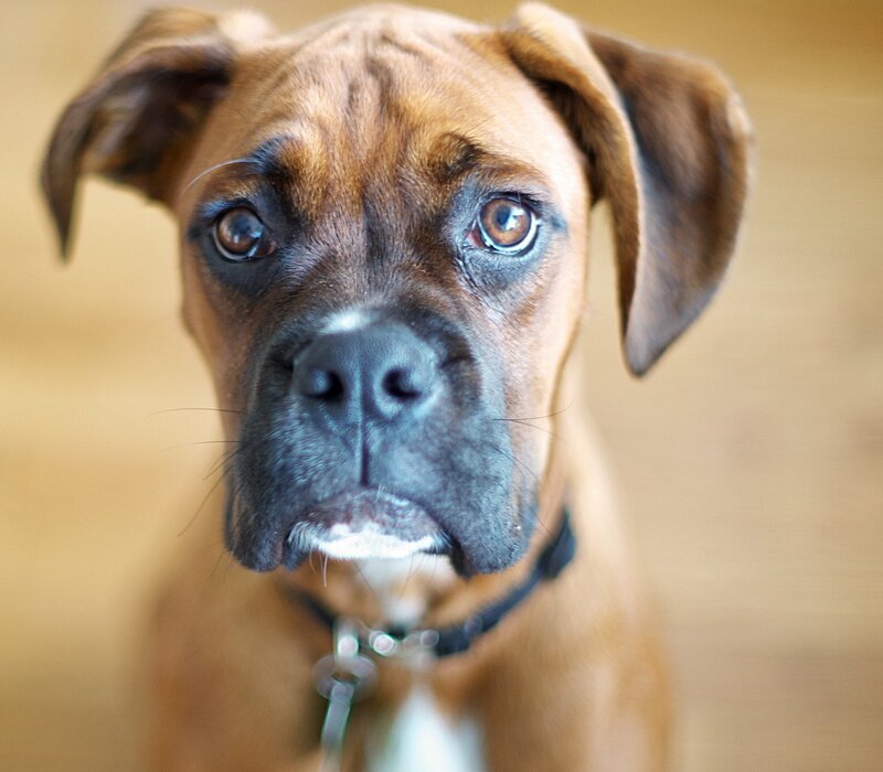 Brown Boxer Puppy — Calm