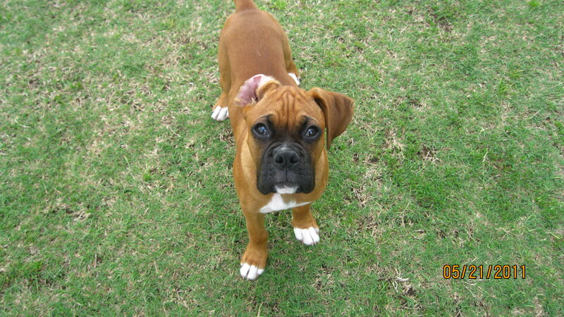 Brown Boxer Puppy — Green, Calm