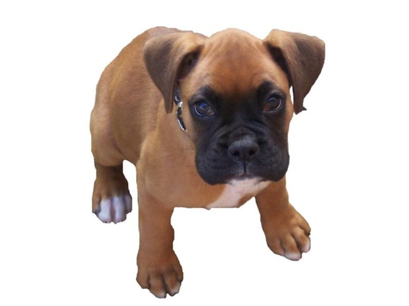 Brown Boxer Puppy — Neutral