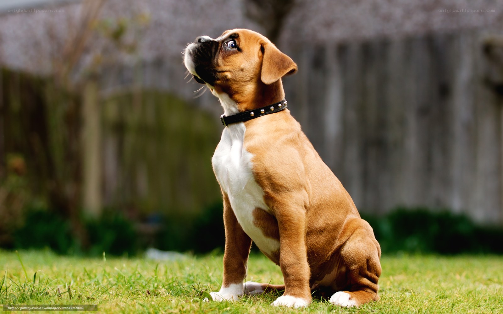brown boxer puppy on grass