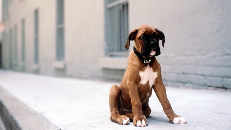 brown boxer puppy on sidewalk
