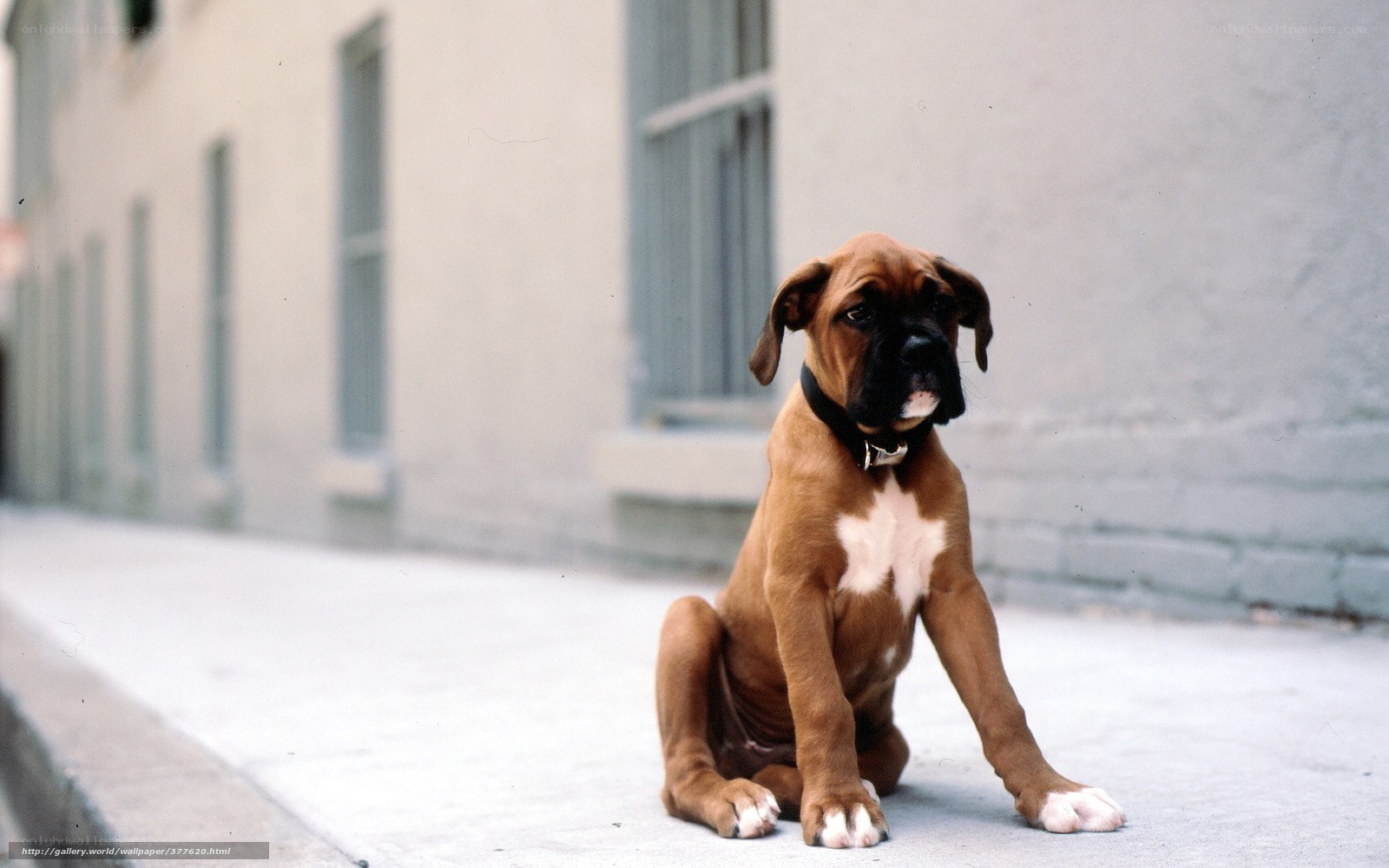 brown boxer puppy on sidewalk