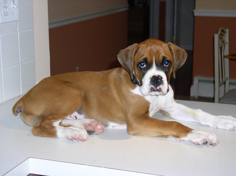 Brown Boxer Puppy