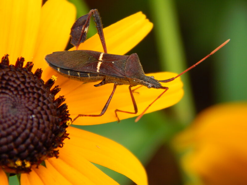 Brown Bug on Flower
