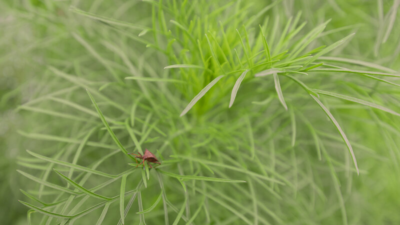 Brown Bug on Green Plant