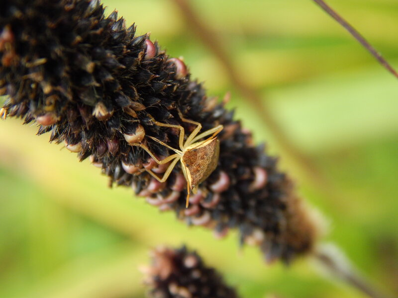Brown Bug on Plant