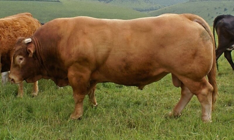 brown bull in a grassy field