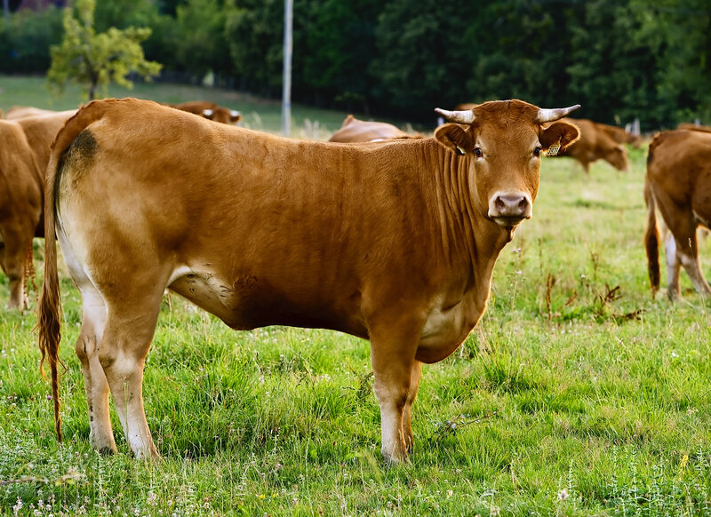 Brown Bull in Field — Calm