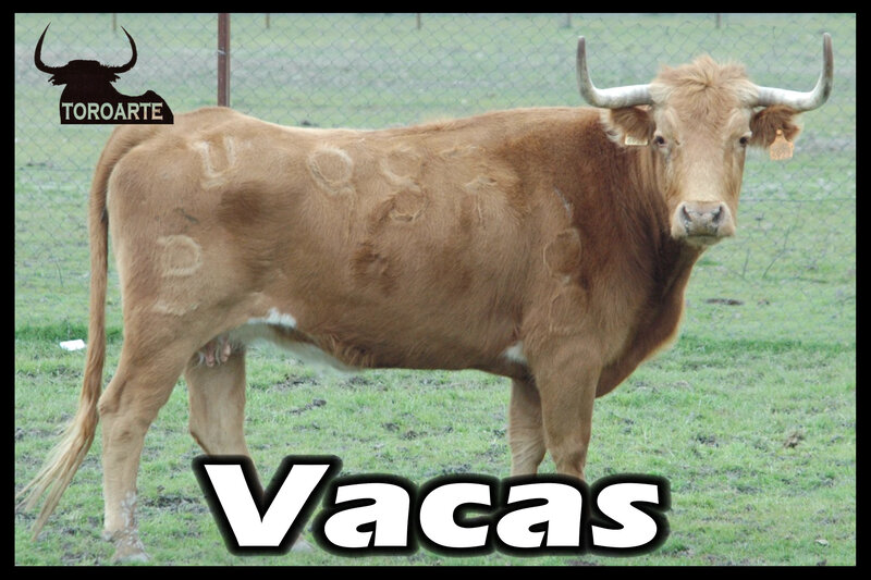 Brown Bull in Field