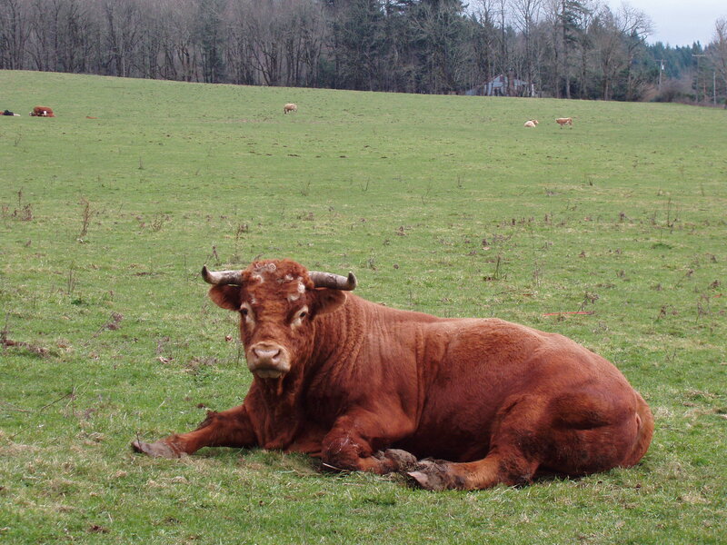 Brown Bull Lying Down