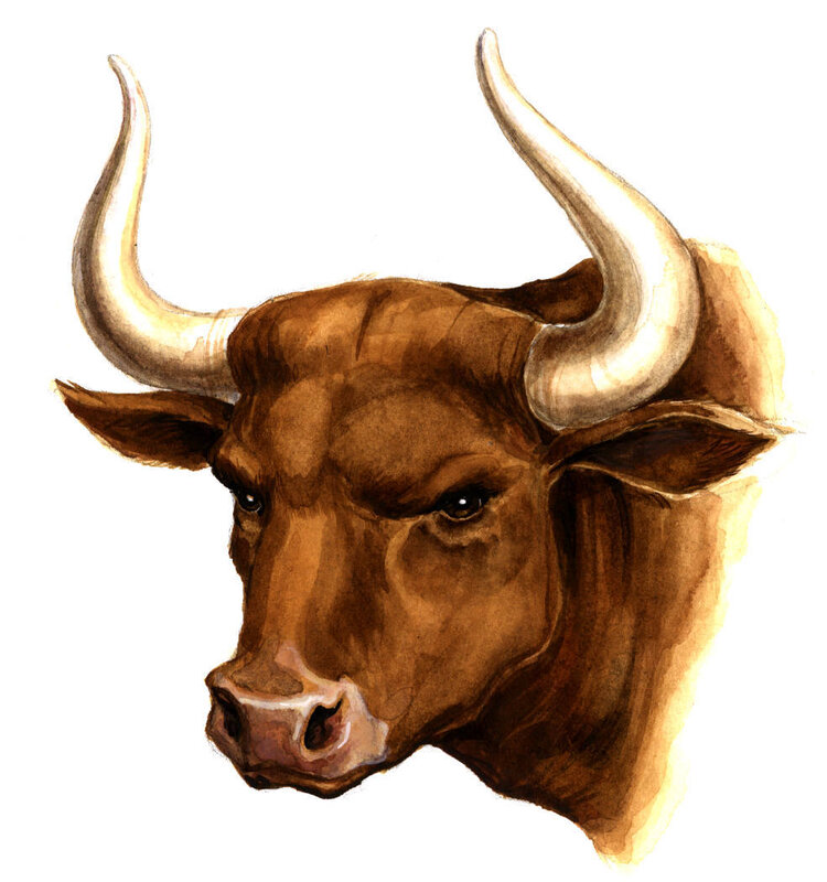 brown bull with curved horns