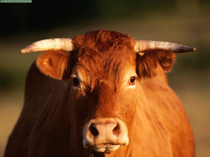 Brown Bull with Horns